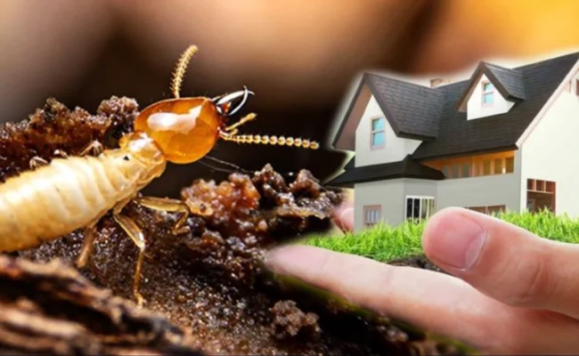Pest Control Tips for Homes: Complete Guide for Indian Homeowners (2026)